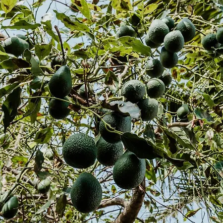 Apartment View Gardens I *