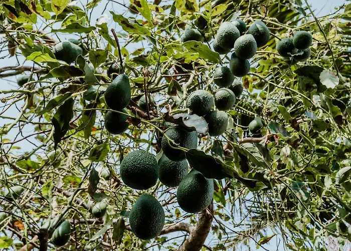 Apartmán View Gardens I *